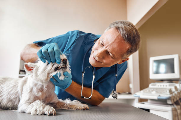Best Mobile Emergency Dentist in Oxnard, CA
